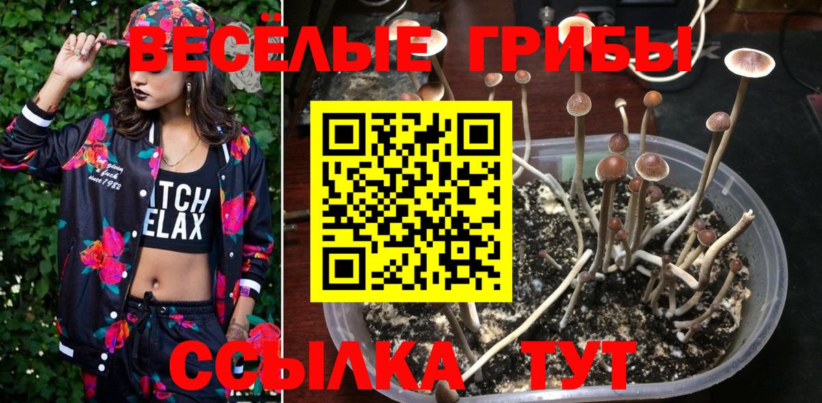 Галлюциногенные грибы ЛСД  Вход с VPN  Зеленогорск  Галлюциногенные грибы Cubensis 